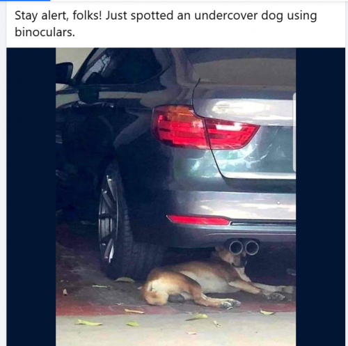 Dogs R Funny