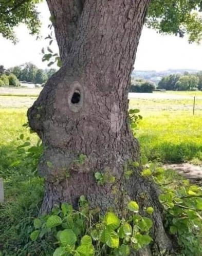 tree