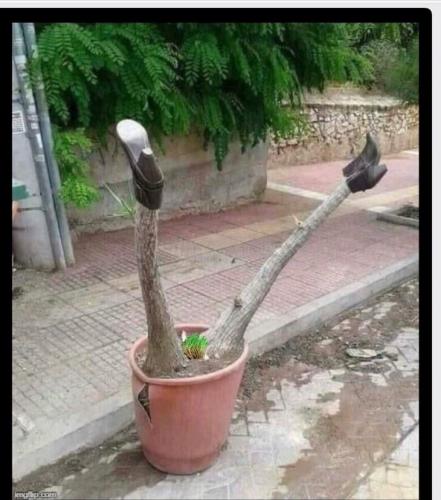 kamalatree