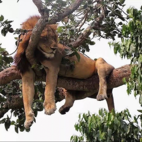Loin sleeping in tree