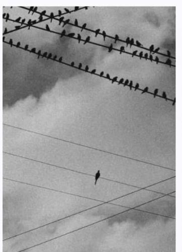birds