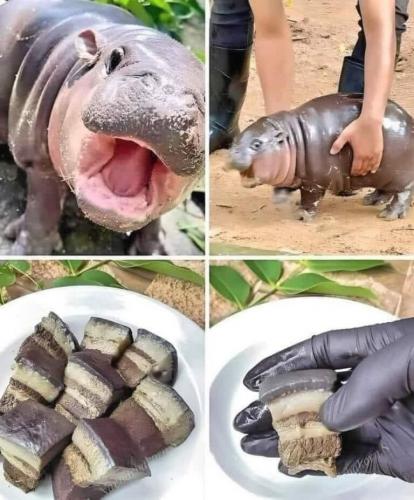 hippo