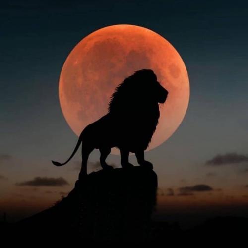 Lionmoon