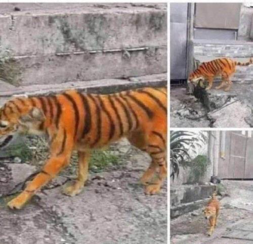 dogtiger