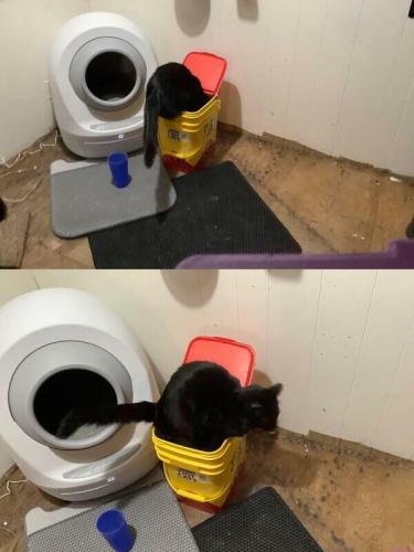 catbox