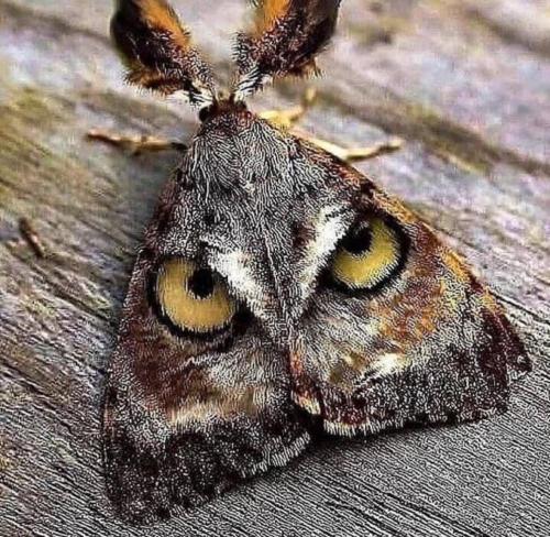 An Angry Moth