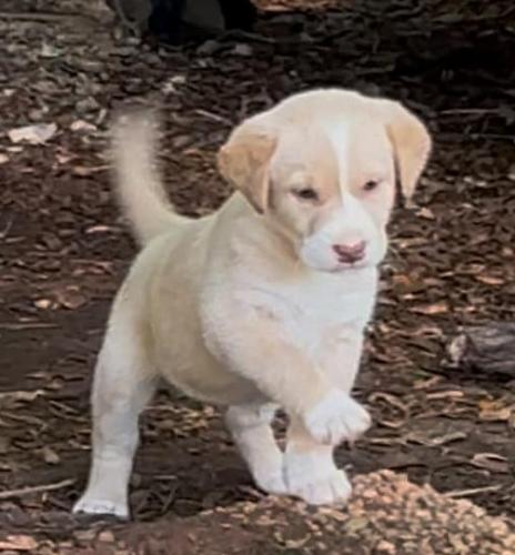 puppy