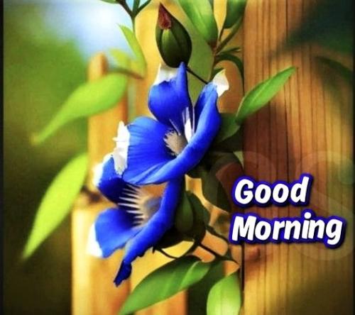 042425- GM budding blue flowers