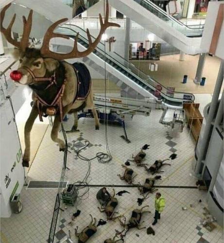 rudolph
