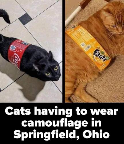camocats