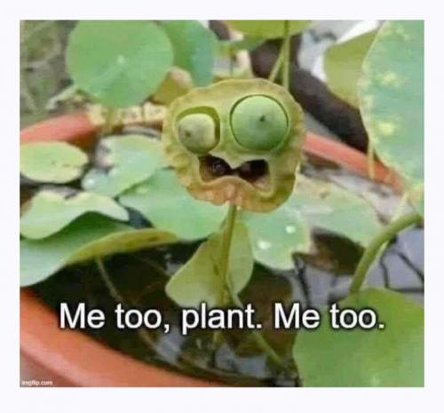 plant