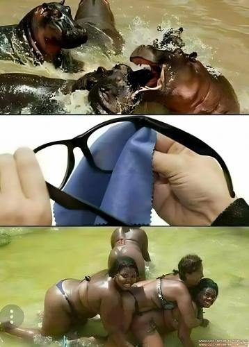 hippos