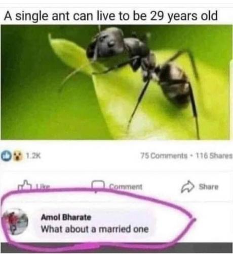 singleant