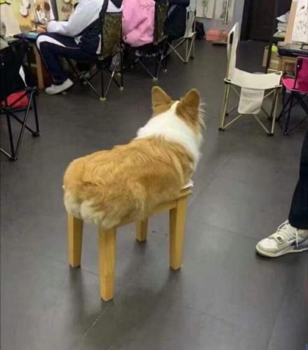 doggo