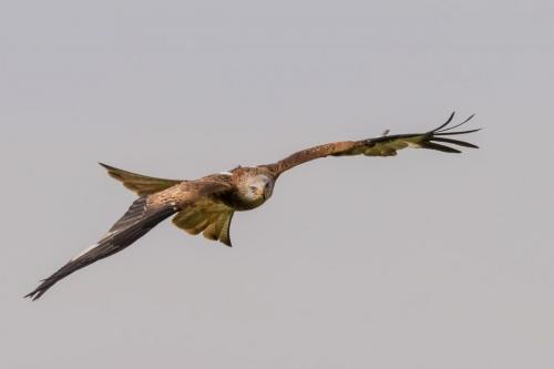 Red-kite