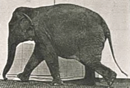 Elephant_Walking_animated-1