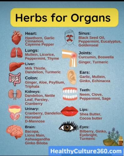 Herbs for Organs KW