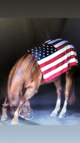 Horse with American flag...