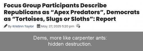 D carpenter ants