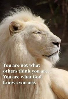 Lion 09