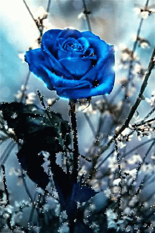 Blue rose