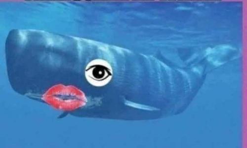 whale