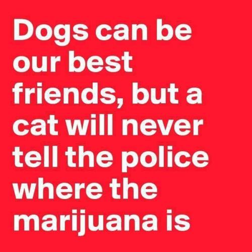 Marijuana - Dogs and Cats