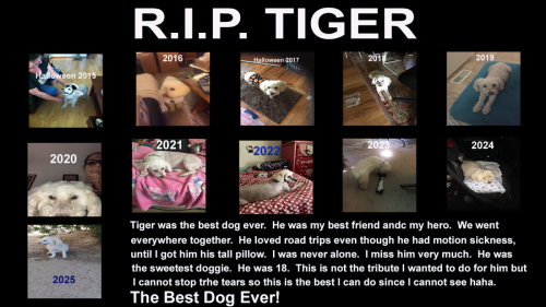 RIP TIGER