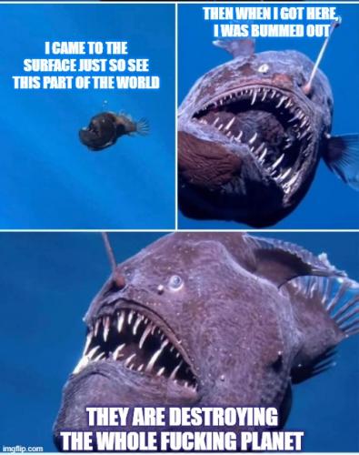 fish meme