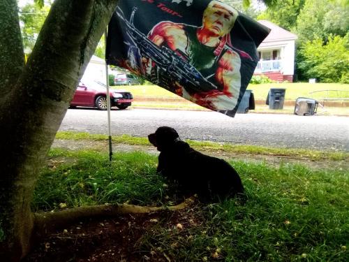 Patriotic Dog 1