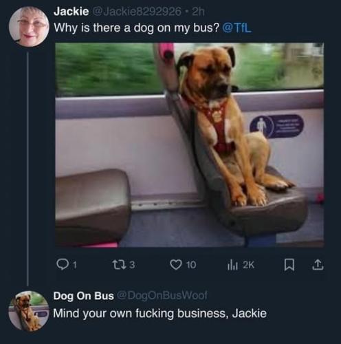 dog