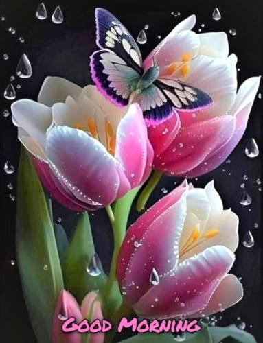 061625 - GM Tulips