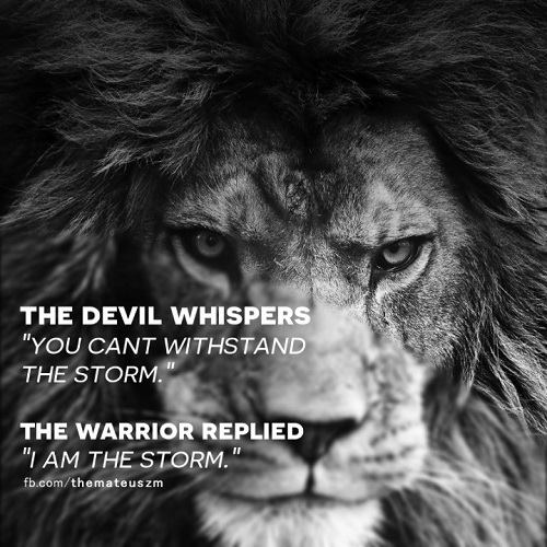 Lion 06