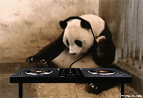 funny-animal-gifs14
