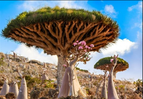 Dragons Blood Tree