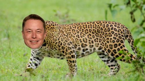 Nagarhole_Kabini_Karnataka_India,_Leopard_September_2013