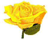 yrose