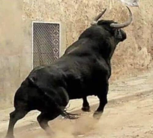 bull
