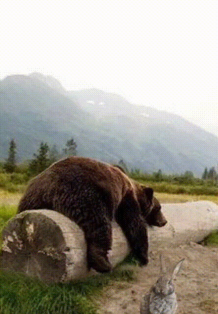 1636803599988_gif