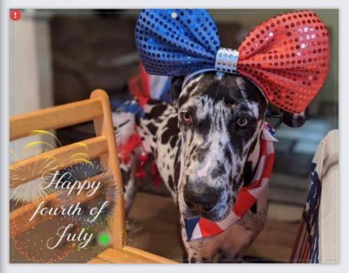 July 4th - Great Dane