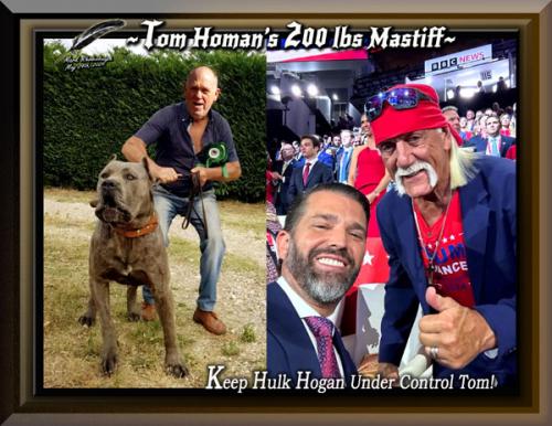 Tom Homan's 200 LBS Mastiff Hulk Hogan