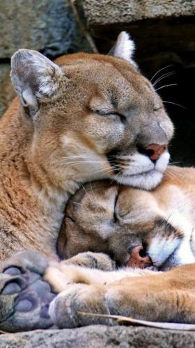 Couple at rest
