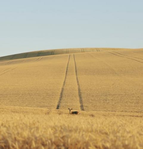 Filling up Combines roll in in a cople days. 7-20-25 T Busch