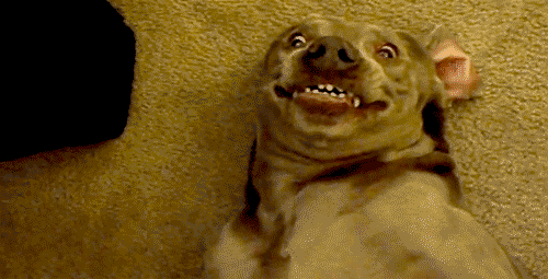 giphy (21)