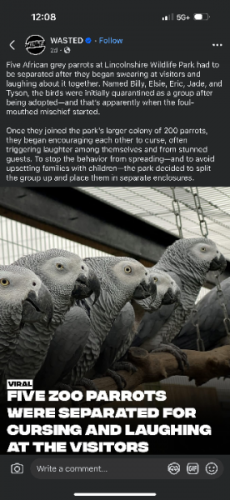 parrots