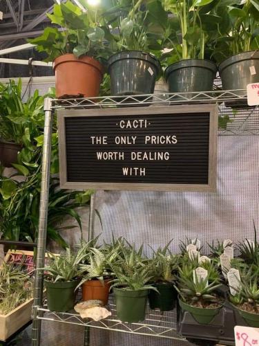 Cactus