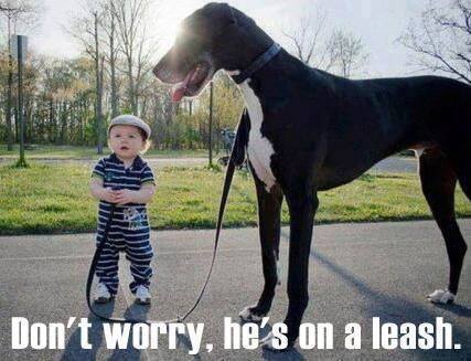 Great Dane - He's on a leash