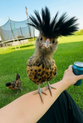 01.08.2025_06.39.41_REC