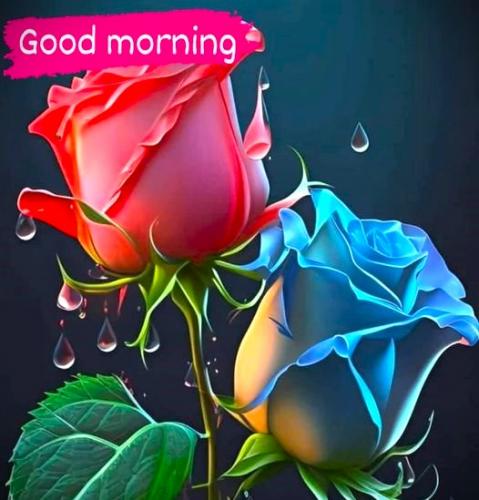 082525 - GM colorful roses