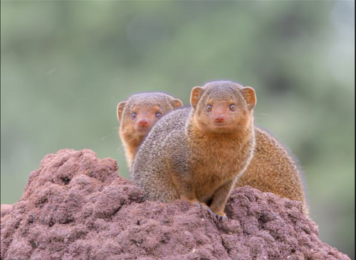 Common dwarf mongoose